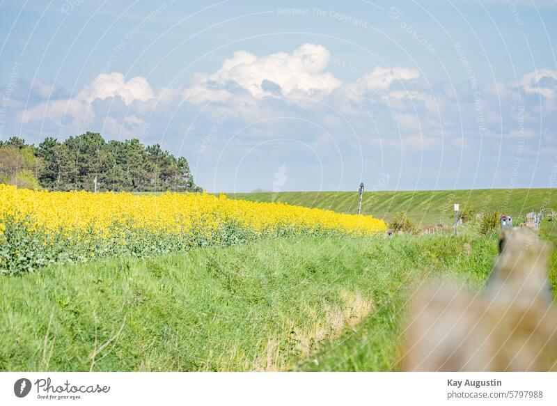 Rapsfeld Gelbblühender Raps Brassica napus Reps Lewat Flora Botanik Landwirtschaft Gelbe Blüten Blütenstand Farben Jahreszeit Kreuzblütengewächse Kohl Blütezeit