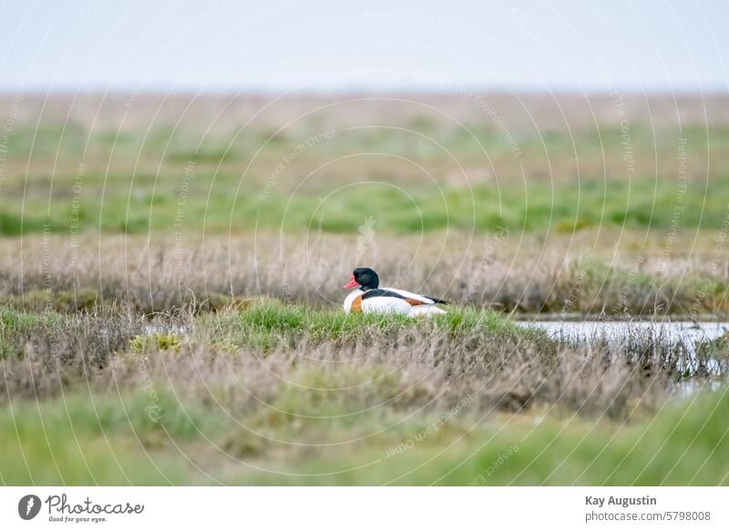 Brandgans Brandgänse Tadorna tadorna Gans Nordsee Küste Vogelwelt Tierreich Gänsevögel Anseriformes Wattenmeer Halbgänse Tadorninae Entenvögel Anatidae