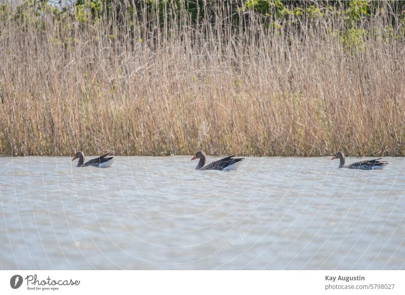 Graugänse Anser anser Echte Gänse Anserini Gänsevögel Anseriformes Entenvögel Anatidae Spiegelung Gefieder Brutgebiet Vogelschutzgebiet Weiher Wildlife