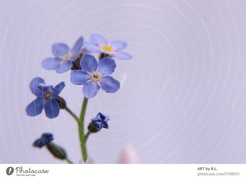 Vergissmeinnicht in POSE blumenladen werbungsfoto blumenbeet gartenzeitung vergissmeinnicht blumig filigran natur wunder wunder natur fein edel zart lila gelb