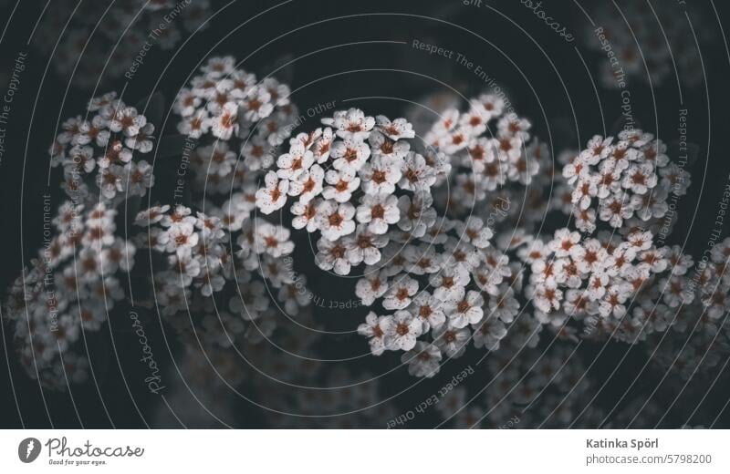 Dunkler Spierstrauch Darkart dark Darkmode Blüte weiße blüten Blühend zarte Blüten blühend Frühling erblühen Frühlingserwachen dunkel Pflanze Frühlingstag