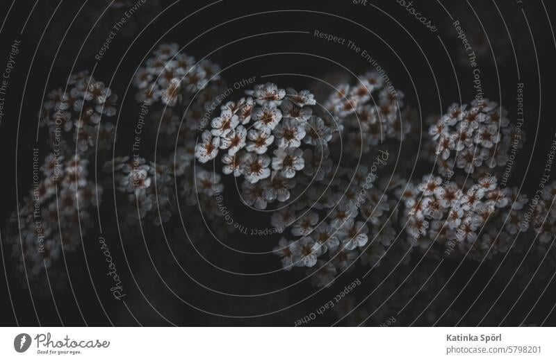 Dunkler Spierstrauch Darkart dark Darkmode Blüte weiße blüten Blühend zarte Blüten blühend Frühling erblühen Frühlingserwachen dunkel Pflanze Frühlingstag