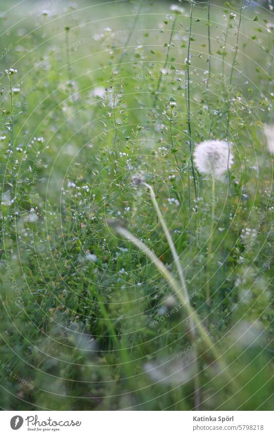 Grüne Frühlingswiese Wiese Blumenwiese Wiesenblume Blühend frühlingswiese Gras Feld blühen grün Garten Pusteblume Löwenzahn Farbfoto Frühlingstag