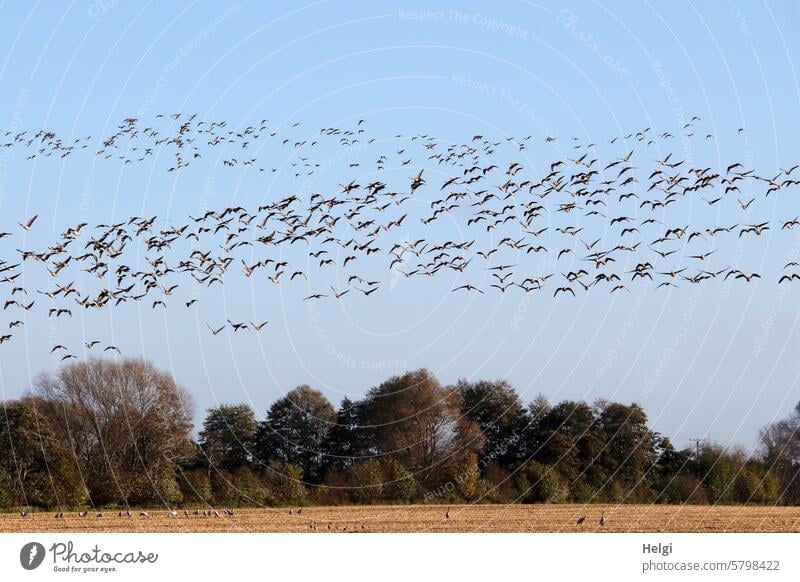 alle Vögel fliegen hoch ... Vogel Gans Wildgans Kranich Feld Himmel viele Vogelzug Zugvogel Herbst Baum Strauch Vogelflug Wildtier Freiheit frei Tier