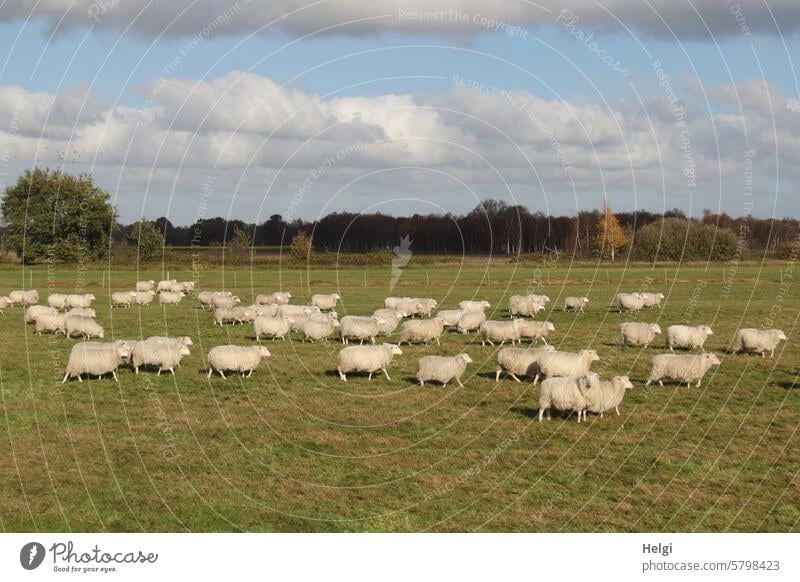 Schäfchen zählen ... Schaf Schafherde Tier Säugetier Nutztier Weide Wiese gehen viele Baum Strauch Himmel Wolken schönes Wetter Natur Außenaufnahme Tiergruppe