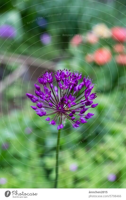 große lilafarbende Alliumknospe vor weißer Wand Slowflowers Garten Bienenfreundlich Pflanze Blume Strauß Deko Natur grün Blüte Frühling schön violett