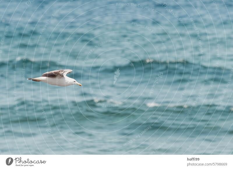 freigestellte Möwe im Flug mit welligem Atlantik im Hintergrund Möwenfliegen Möwenvögel Mantelmöwe Dominikanermöwe Rotschnabelmöwe Seevogel Tierporträt Flügel