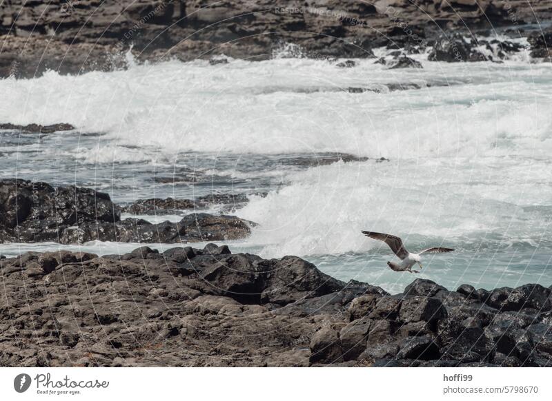 Möwe landet auf einem Felsen vor wilden Wellen Wildes Wasser Geplätscher Felsküste Meer Außenaufnahme Bucht Stein Küste Ferien & Urlaub & Reisen Sommer Strand