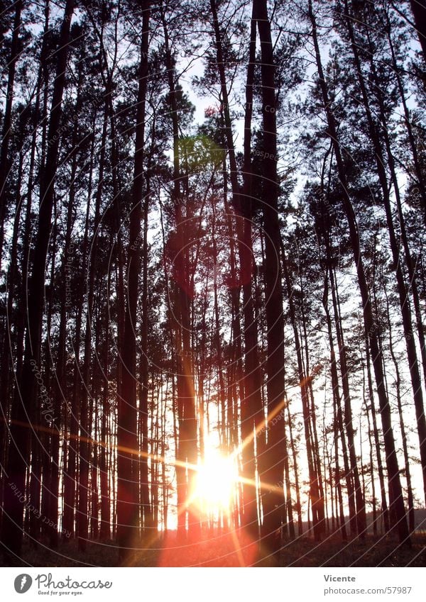 Zentralgestirn und Bäume Wald Baum Baumkrone Sonnenuntergang Dämmerung Nadelwald Gegenlicht zentral Himmel Ast Stern (Symbol) Kiefer orange blau Lausitz Neigung