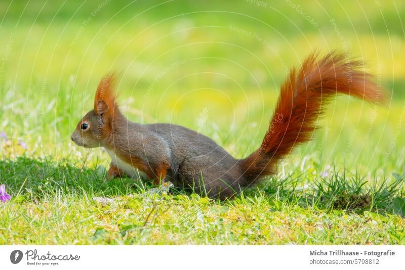 Eichhörnchen auf der sonnigen Wiese Sciurus vulgaris Wildtier Tiergesicht Fell Nagetiere Pfote Krallen Schwanz Ohr Tierporträt Nahaufnahme Detailaufnahme