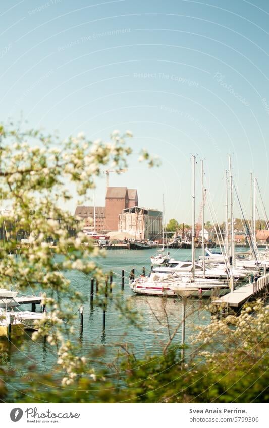 Neustädter Hafen Neustadt in Holstein Hafenstadt Hafengebiet Jachthafen Bootsfahrt Boote Bäume Blauer Himmel geringe Tiefenschärfe Wasser Meer bootsanleger