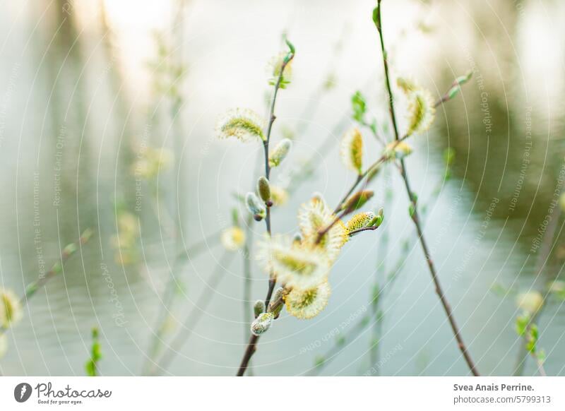 Weidenkätzchen weiden Wasser See Sommer verschwommener hintergrund Natur Naturschutzgebiet Sonnenlicht Sommerzeit Sonnenuntergang Bokeh