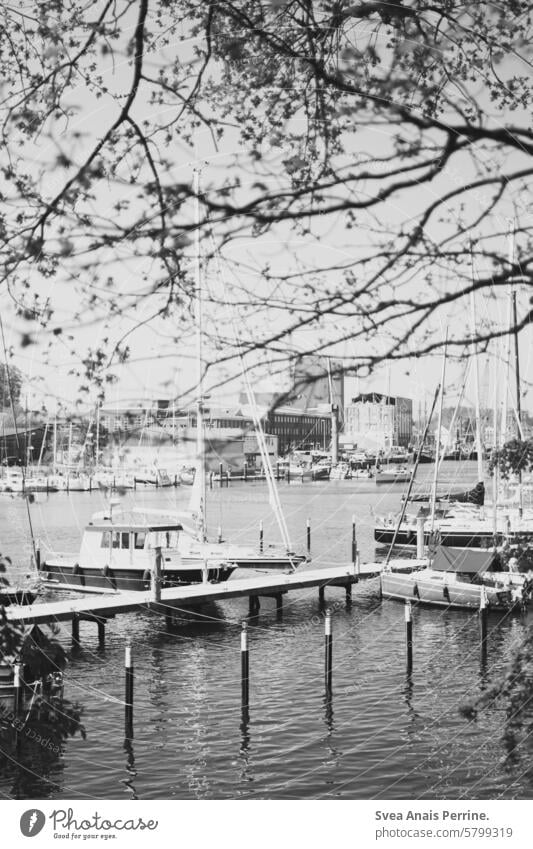 Neustädter Hafen Neustadt in Holstein Hafenstadt Hafengebiet Jachthafen Bootsfahrt Boote Bäume Blauer Himmel geringe Tiefenschärfe Wasser Meer bootsanleger