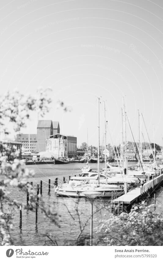 Neustädter Hafen Neustadt in Holstein Hafenstadt Hafengebiet Jachthafen Bootsfahrt Boote Bäume geringe Tiefenschärfe Wasser Meer bootsanleger Natur Stadt