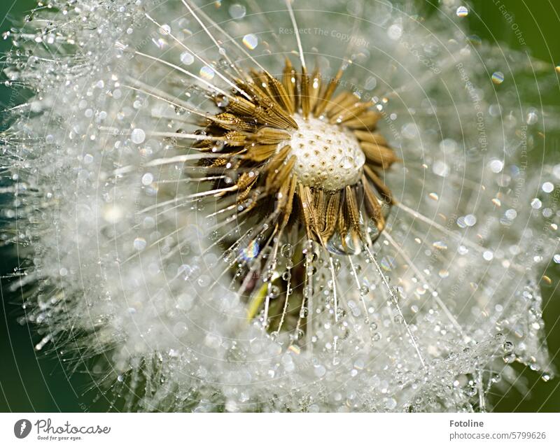 Gefühlt tausend Tröpfchen auf der kleinen Pusteblume in meinem Garten. Löwenzahn Pflanze Natur Makroaufnahme Detailaufnahme Samen Nahaufnahme