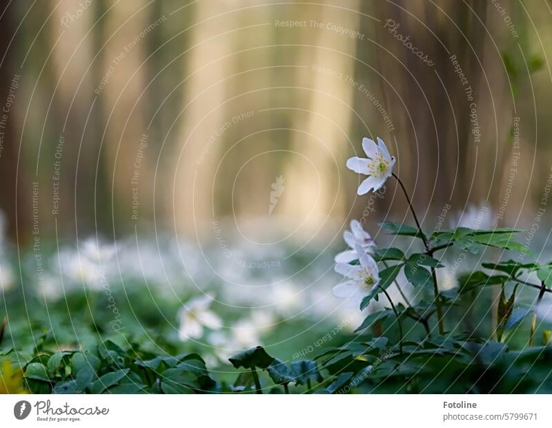 Noch ein Frühlingsbild für euch. Der Waldboden ist bedeckt von tausenden Buschwindröschen. Blume Blüte Pflanze Natur Farbfoto Außenaufnahme