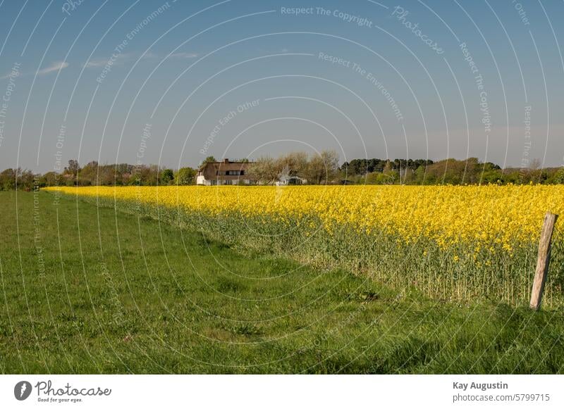 Frühlingslandschaft Rapsblüte Gelbblühender Raps Brassica napus Reps Lewat Flora Botanik Landwirtschaft Gelbe Blüten Blütenstand Farben Jahreszeit