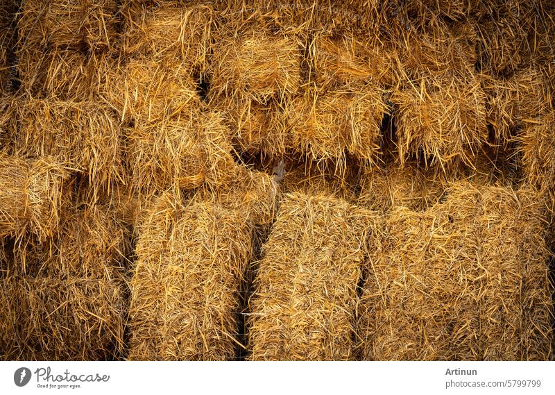 Trockene Strohballen und landwirtschaftliche Nebenprodukte. Gestapelte gelbe Strohballen für Tierfutter und Vieheinstreu. Strohballen in der nachhaltigen Landwirtschaft. Landwirtschaftliche Nebenerzeugnisse. Landwirtschaftliche Praktiken.