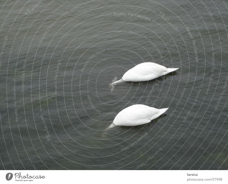 Stereo-Vogelgrippe Schwan Küste Meer Fressen 2 Kühlungsborn Wasser Ostsee Hals Sommer paarweise Tierpaar Im Wasser treiben