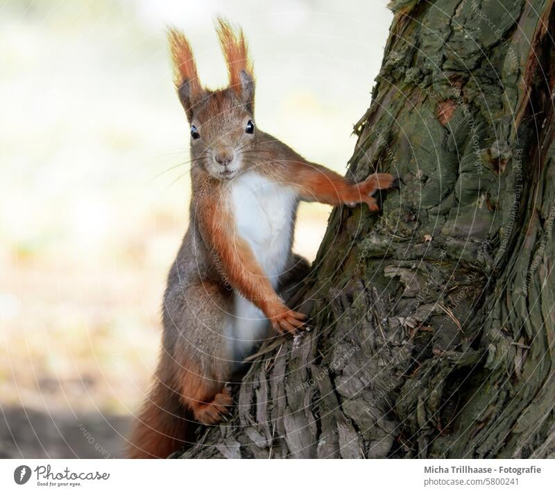 Neugierig schauendes Eichhörnchen Sciurus vulgaris Tiergesicht Kopf Auge Nase Ohr Maul Krallen Pfote Fell Nagetiere Wildtier Natur Baum beobachten Ausschau