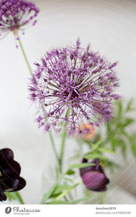 große lilafarbende Alliumknospe vor weißer Wand Slowflowers Garten Bienenfreundlich Pflanze Blume Strauß Deko Natur grün Blüte Frühling schön violett