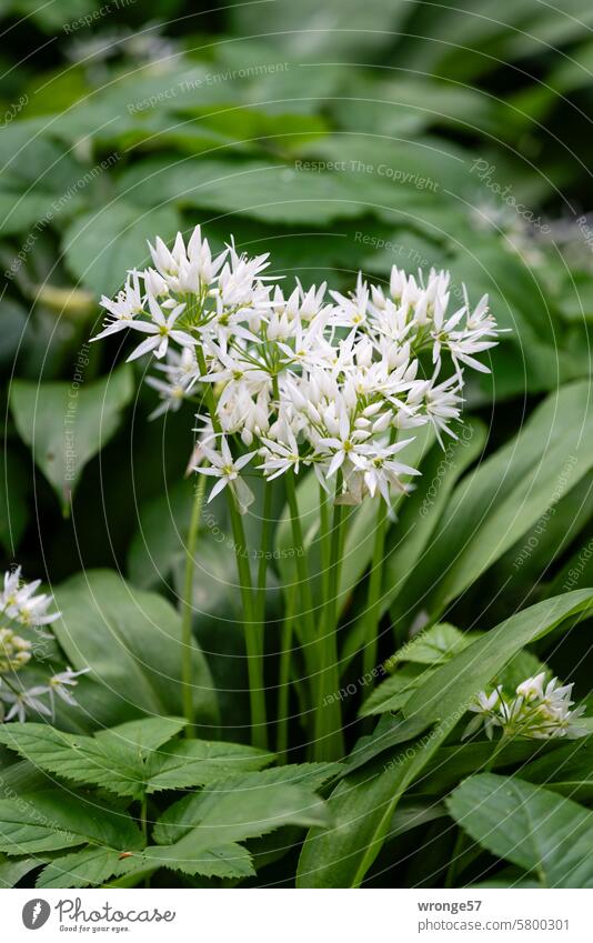 Blühender Bärlauch an einem schattigen Platz im Wald Bärlauchblüte blühender Bärlauch Frühling grün Natur Pflanze Farbfoto weiß Wildpflanze Menschenleer