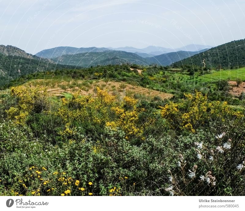 Sardischer Frühlingsbeginn Ferien & Urlaub & Reisen Tourismus Berge u. Gebirge wandern Umwelt Natur Landschaft Pflanze Baum Blume Sträucher Grünpflanze