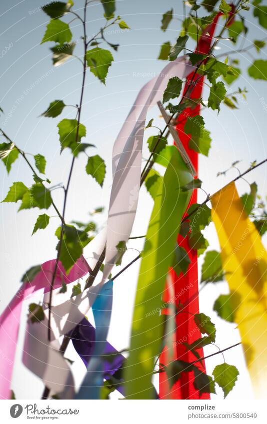 Erster Mai - Maibaum, Sonne & Himmel dekoration erster mai 1.mai sonne birke maibaum tradition bunt bänder bunte bänder blätter himmel liebe verliebt