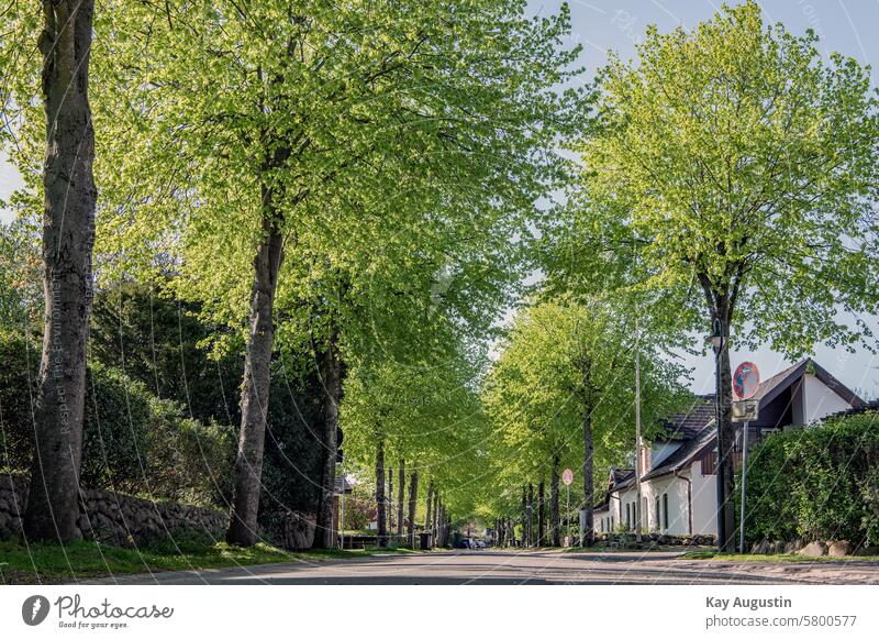 Baumallee Dorfstraße Dorfidylle Alleen Baumalleen Straßen Frühjahr Farben Wege Gleichförmig Flora Botanik Grün Baumreihen Asphalt Friesenwall Schleswig Holstein