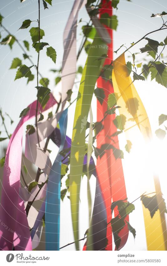 Erster Mai - Maibaum, Sonne & Himmel dekoration erster mai 1.mai sonne birke maibaum tradition bunt bänder bunte bänder blätter himmel liebe verliebt