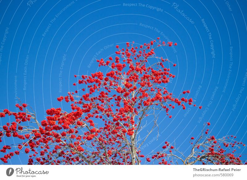 poma-culaischen (Vogelbeere) Umwelt Natur Pflanze Winter blau braun rot Vogelbeeren Sträucher Baum Baumrinde Beeren Himmel himmelblau fruchtbar Kontrast