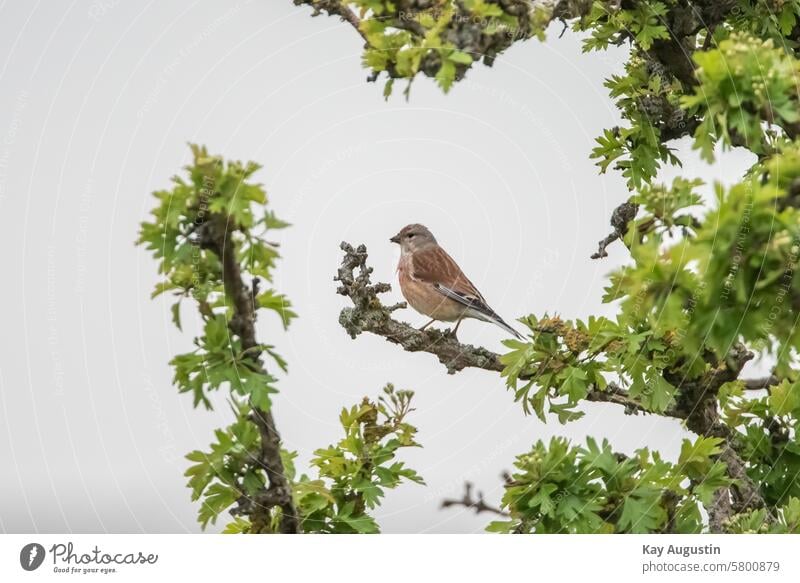 Bluthänfling Linaria cannabina Flachsfink Carduelis cannabina Hänflinge Vogel klein Vogel Singvögel Passeri Fauna Vogelwelt Sommer 2022 Holunderbusch Gebüsch