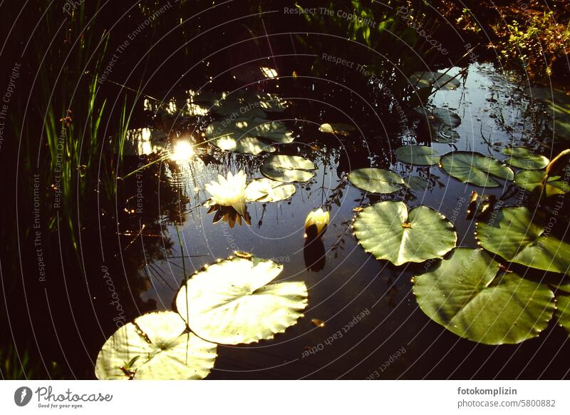 Seerosen-Teich im Morgenlicht Wasserrosen Wasserpflanzen Meditation Stille Ruhe Seerosenblatt Blatt Pflanzen Natur Blume Reflexion & Spiegelung Wasserbecken