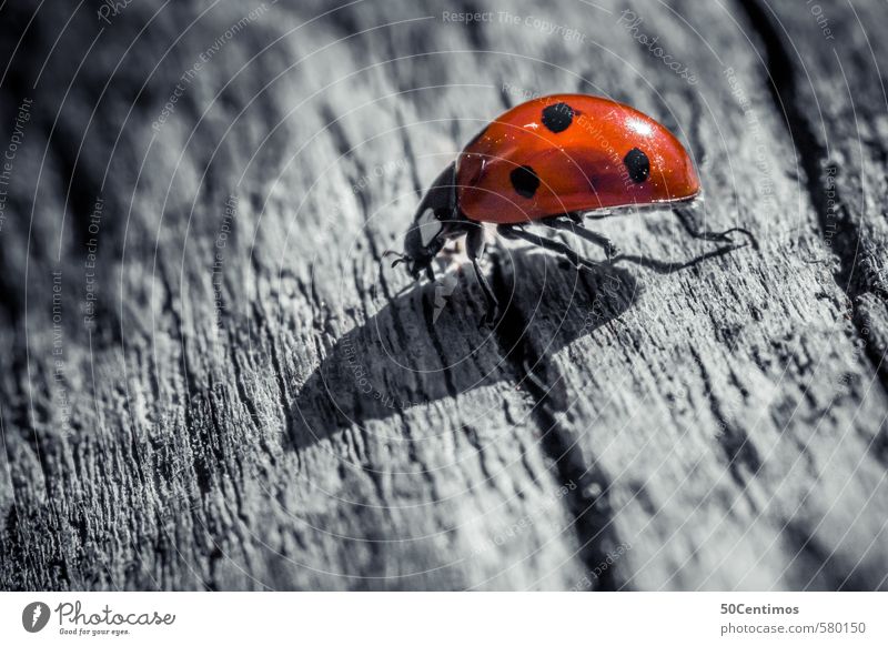 Macro Marienkäfer - Ladybug in Macro Zoo Tier Käfer 1 Holz rennen einfach kalt rot schwarz weiß geduldig ruhig Animal Salzburg Farbfoto Gedeckte Farben