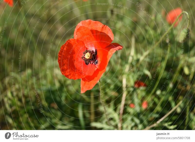 Rote Mohnblume auf dem Feld Mohnblüte Blume Pflanze rot Blüte Außenaufnahme Farbfoto Natur Menschenleer Wiese Wildpflanze Frühling Blühend Umwelt Klatschmohn