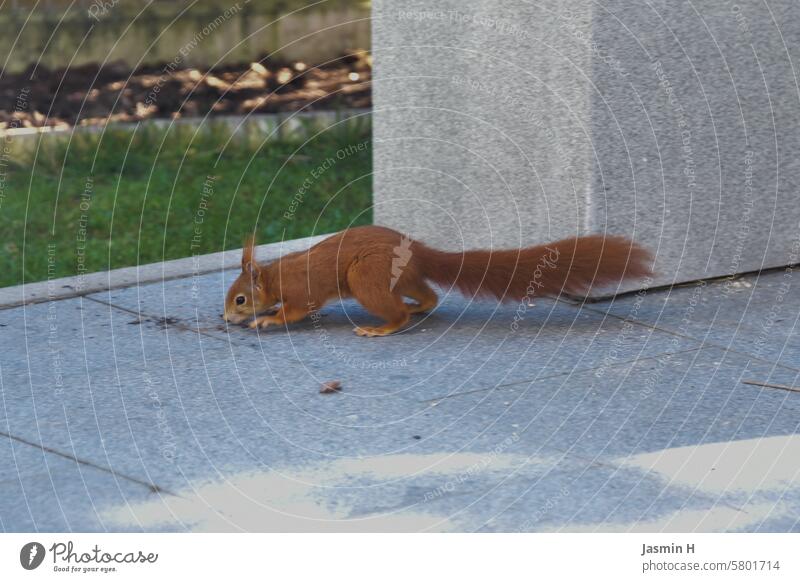 Neugieriges Eichhörnchen rothaarig Tier niedlich Natur Fell Nagetiere Außenaufnahme Tierporträt Farbfoto Wildtier Menschenleer Tierliebe Garten neugierig frech