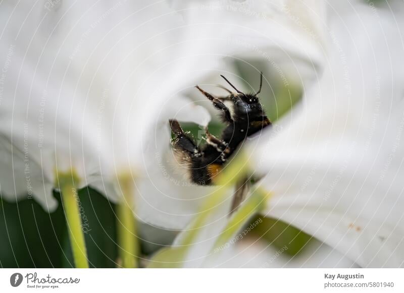 Dunkle Erdhummel Bombus terrestris Hummel Echte Bienen Apidae Insekten Nektar Blüten Apiformes Strauch Rhododendron maximum Immergrüner Strauch Pollen