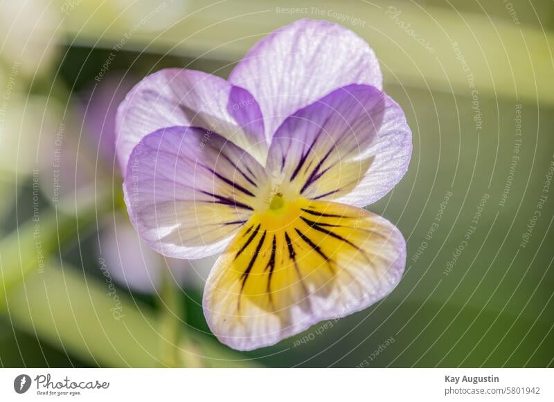 Wildes Stiefmütterchen Sylt Viola tricolor Veilchen Veilchengewächse Violaceae Horn Veilchen Pflanzen Weißes Hornveilchen Sudeten-Stiefmütterchen Flora Botanik