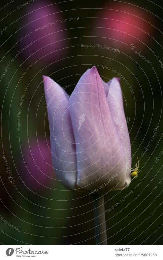 rosa Tulpenblüte mit kleiner Spinne Blume Blüte Nahaufnahme Krabbenspinne Natur Makroaufnahme Pflanze Farbfoto Frühling Blumen Blühend rosa pink grün