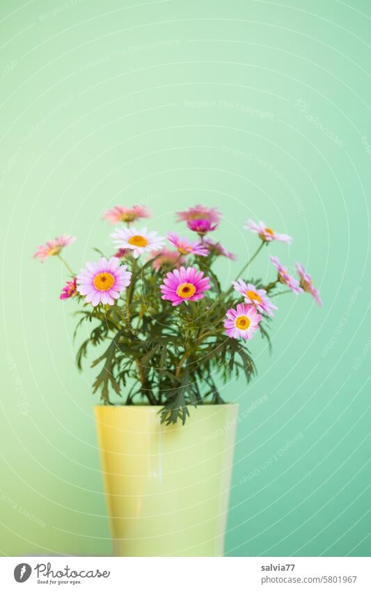 rosa Margeriten im Topf vor grünem Hintergrund Blumen Blüten Blumentopf Topfpflanze Blühend Farbfoto Nahaufnahme Frühling Sommer Innenaufnahme blühend