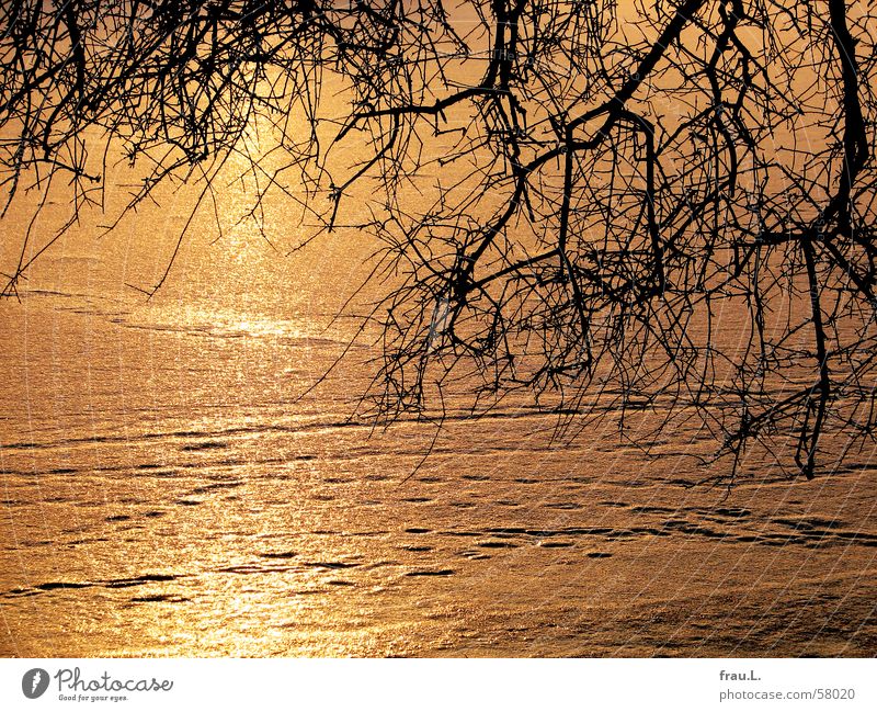 Eis-Alster gefroren Baum Sonnenuntergang Winter kalt Fußspur Abend Ast Fluss Spuren