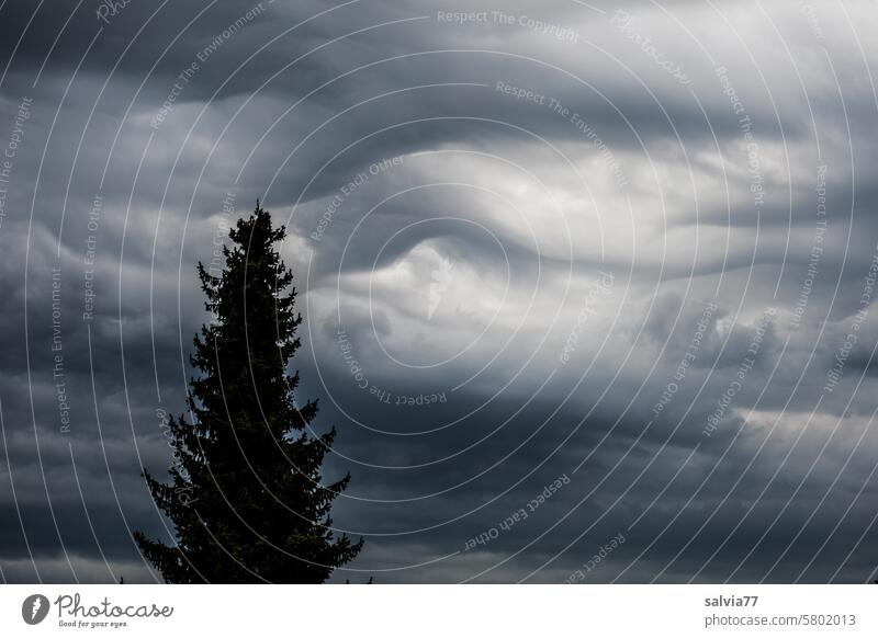 spannend | Wettergeschehen Wolken Himmel Klima Tiefdruck schlechtes Wetter grau bedrohlich Regen Gewitterwolken dunkel Unwetter Urelemente Natur Tanne Baum