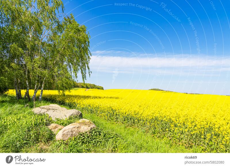 Rapsfeld mit Bäumen und blauen Himmel bei Parkentin Feld Baum Mecklenburg-Vorpommern Natur Landschaft Frühling Landwirtschaft Stein Felsen Findling Wolken