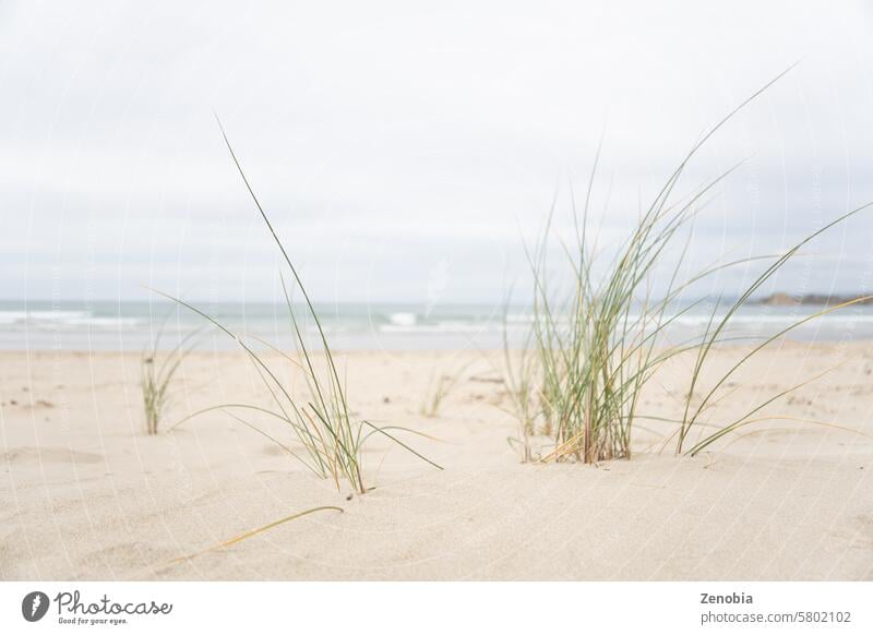 Pingao-Sandsegge (Ficinia spirali) am Waikouaiti Beach (Südinsel, Neuseeland) mit unscharfem Strand und Meer im Hintergrund. Riedgras Gras tropisch Sommer blass