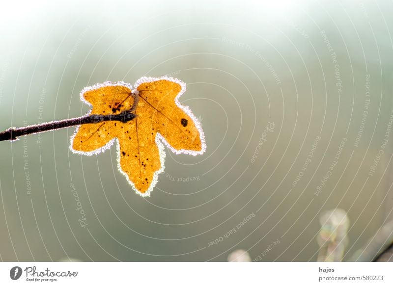 Blatt mit Eiskristallen Winter Natur Pflanze Klima Frost Baum kalt braun gefroren Kristalle Jahreszeiten Saison Struktur Oberfläche Farbfoto Nahaufnahme