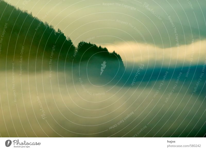 Hochnebel im Winter Natur Landschaft Herbst Wetter Nebel Baum Wald gigantisch blau grau weiß Dunst Nebelbank feucht Hochebene Sicht null mystisch