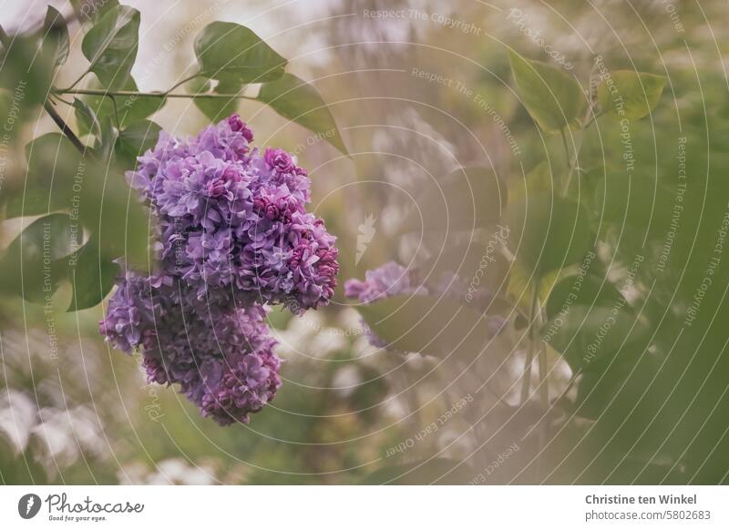 Flieder zum Muttertag Fliederblüten Blüten Frühling Mai Unschärfe Romantik Fliederbusch Pflanze Natur Frühlingsblüte ästhetisch schön hell Duft blühend