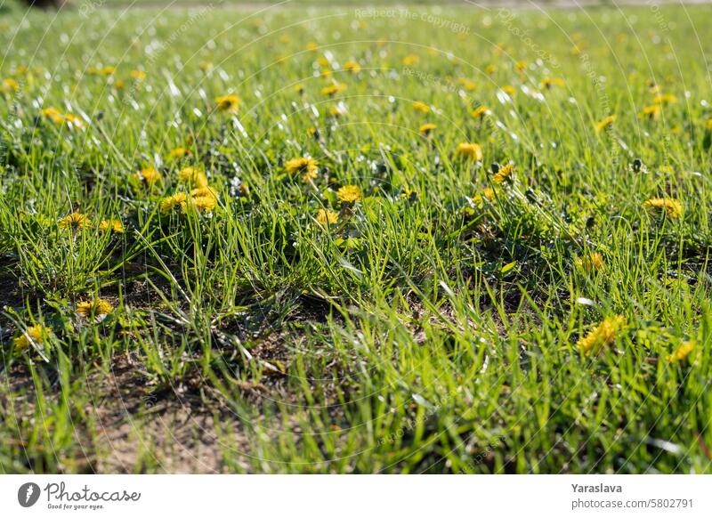 Löwenzahn, Hintergrund, Frühling, Jahreszeit, gelb, Nahaufnahme, Wiese, ohne Menschen, Gras, grüne Farbe, Pflanze, im Freien, Wachstum, horizontal, Frische, Sonne, Tag, unkultiviert, sonnig, Natur