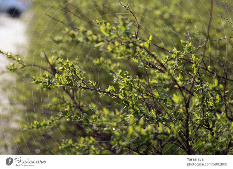 Hintergrund, Straße, im Freien, horizontal, Baum, Laub, Park, Natur, Saison, Frühling, Frühling, grün, Blatt, Landschaft, Umwelt, Tag, Holz, Sonne, Sommer, Pflanze