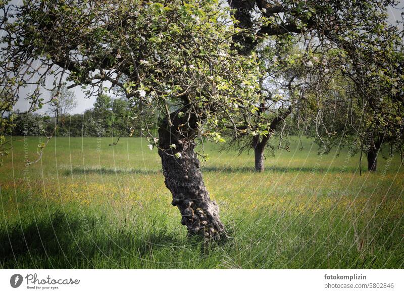 alter blühender Apfelbaum Wiese Baum Natur Frühling Apfelblüte Baumstamm Obstbaum Feld schön standhaft Kraft knorrig Streuobstwiese